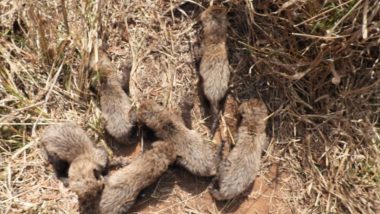 Kuno National Park: कूनो नेशनल पार्क से आई अच्छी खबर, मादा चीता गामिनी ने 5 नहीं 6 शावकों को दिया जन्म, देखें मनमोहक VIDEO