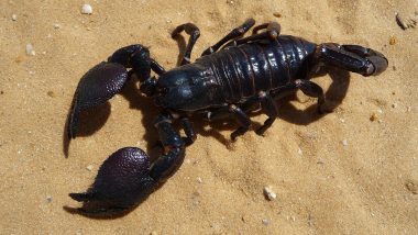 Man Stung By Scorpion: लास वेगास के होटल में सोते समय शख्स के टेस्टिकल में बिच्छु ने मारा डंक, फिर जो हुआ...