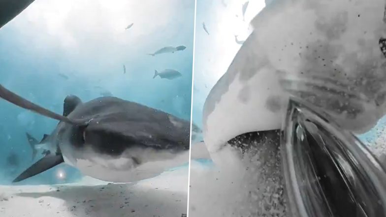 Shark Attack Video: अमेरिका में शार्क ने चार लोगों पर किया हमला, खून से लाल हुआ समुद्र, देखें खौफनाक वीडियो