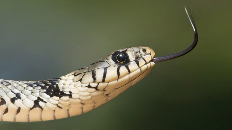 Snakebite Treatment: सांप के काटने पर क्या करें क्या नहीं, स्वास्थ्य मंत्रालय ने Video शेयर कर दी जरूरी जानकारी