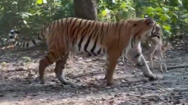 Viral Video: जिंदा नन्हे हिरण को मुंह में दबोचकर जंगल में घूमती दिखी बाघिन, हैरान करने वाला वीडियो वायरल