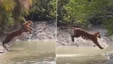 Viral Video: नदी पार करने के लिए बाघ ने लगाई जबरदस्त छलांग, सुंदरबन से दिल जीतने वाला वीडियो हुआ वायरल