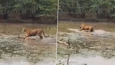 Viral Video: पहले तालाब में हिरण पर किया अटैक, फिर अपने शिकार को पानी से बाहर लाता दिखा टाइगर