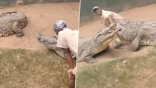 चिड़ियाघर में खूंखार मगरमच्छ के साथ खिलवाड़ कर रहा था शख्स, गुस्साए जानवर ने मारा झपट्टा और फिर... (Watch Viral Video)