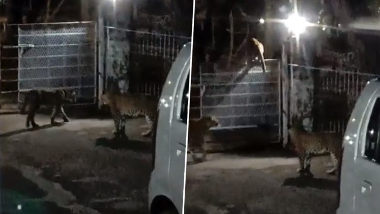 Video: जबलपुर में घर में एक साथ घुसे चार तेंदुए, वीडियो आया सामने, दहशत में लोग