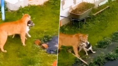 Viral Video: घर में घुसकर खूंखार शेरनी ने किया पालतू कुत्ते का शिकार, देखें रोंगटे खड़े कर देने वाला नजारा