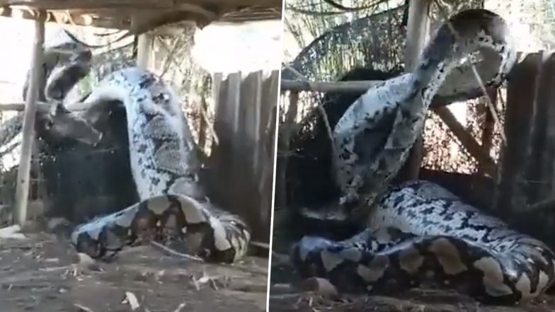 Python Viral Video: गांव में विशालकाय अजगर को देख मचा हड़कंप, हैरान करने वाला वीडियो हुआ वायरल