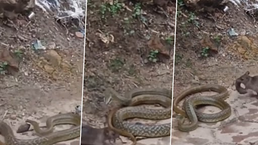 नन्हे चूहे की जान बचाने के लिए सांप से भिड़ गई मां, Viral Video में देखें कैसे नागराज से की अपने बच्चे की रक्षा