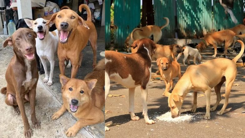 Pune Stray Dogs Attack: पुणे में आवारा कुत्तों का आंतक, चाकन में एक बच्चा और बुजुर्ग महिला पर हमला, देखें खौफनाक VIDEO