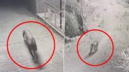 Leopard Escape Rajiv Gandhi Zoo: राजीव गांधी जू के आइसोलेशन रूम से भागा तेंदुआ, तलाशी में जुटी प्रशासन, CCTV फुटेज हुआ वायरल 