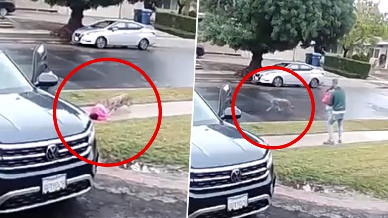Viral Video: 2 साल की मासूम को दबोचकर घसीटने लगा भेड़िया, बच्ची को बचाने के लिए जानवर से भिड़ गया पिता