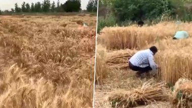 Uttar Pradesh- बेमौसम बारिश के कारण हापुड में गेहूं की फसल का हुआ नुकसान :Video