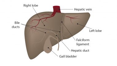 World Liver Day: अधिक चीनी, तेल का सेवन लिवर के लिए शराब जितना ही खतरनाक क्यों है?