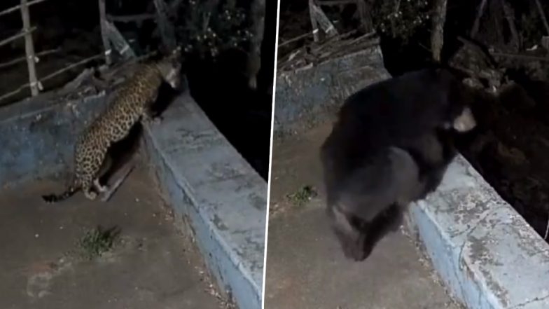 Viral Video: ऊटी के येलनहल्ली परिसर में घर की छत पर तेंदुए और भालू के दिखाई देने से दहशत में लोग