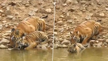 Chandrapur: ताडोबा जंगल की मार्क बाघिन और उसके शावक का तालाब से अपनी प्यास बुझाने का खुबसूरत नजारा -देखें वीडियो