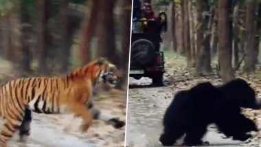 Viral Video: जंगल में भालू के पीछे तूफानी रफ्तार से दौड़ता दिखा बाघ, पर्यटकों ने कैमरे में कैद किया हैरान करने वाला नजारा