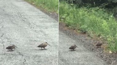 मॉडल की तरह इठलाकर सड़क पार करते दिखे दो पक्षी, उनके अंदाज पर आप भी हो जाएंगे फिदा (Watch Viral Video)