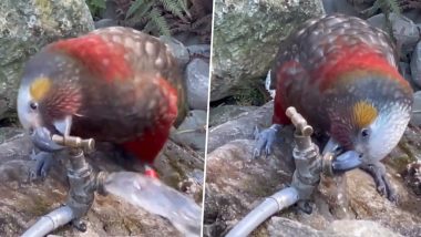 Viral Video: नल से तेजी से बहते पानी को स्लो करके पक्षी ने बुझाई प्यास, अपनी समझदारी से जीता सबका दिल