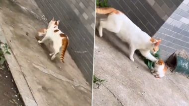 बिना बताए ही बाहर घूमने चला गया बच्चा, मां बिल्ली ने ऐसे सिखाया उसे सबक (Watch Viral Video)