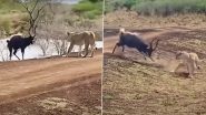 Viral Video: शेरनी को देख हिरण ने लगाई पानी में छलांग तो मगरमच्छ ने कर दिया हमला, देखें कैसे जानवर ने बचाई अपनी जान
