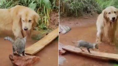Viral Video: पानी में फंसी नन्ही बिल्ली की मदद के लिए कुत्ते ने किया तख्ते का इस्तेमाल, दिल जीत लेगा यह वीडियो