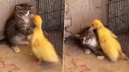 Viral Video: बिल्ली और नन्ही बत्तख के बीच हुई भयंकर लड़ाई, झपट्टा मारकर किया एक-दूसरे का हाल बेहाल