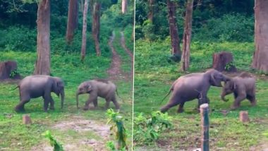 Elephants Call Each Other by Special Names: डॉल्फिन, तोते और हाथी एक-दूसरे को नाम से बुलाते हैं, रिसर्च में हुआ चौंकाने वाला खुलासा