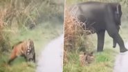 हाथी को देखकर हुई शिकारी बाघ की हालत खराब, झाड़ियों में छुपने पर हुआ मजबूर (Watch Viral Video)