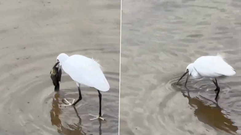 पहले कौए ने की मदद फिर बगुला बना मसीहा, Viral Video में देखें कैसे पक्षी ने बचाई जल की रानी मछली की जान