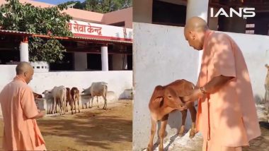 CM Yogi Gau Seva Video: गोरखपुर में सीएम योगी का दिखा गौ प्रेम, गायों को चना और गुड़ खिलाते नजर आए मुख्यमंत्री