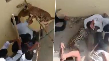 UP Leopard Live Attack Video: यूपी के सिद्धार्थनगर में एक गांव में घुसा तेंदुआ, जानलेवा हमला कर कई लोगों को किया जख्मी
