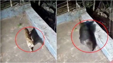 VIDEO: आधी रात को दिखा खौफनाक मंजर! घर में एक साथ घुसे तेंदुआ और भालू, दहशतभरा वीडियो आया सामने
