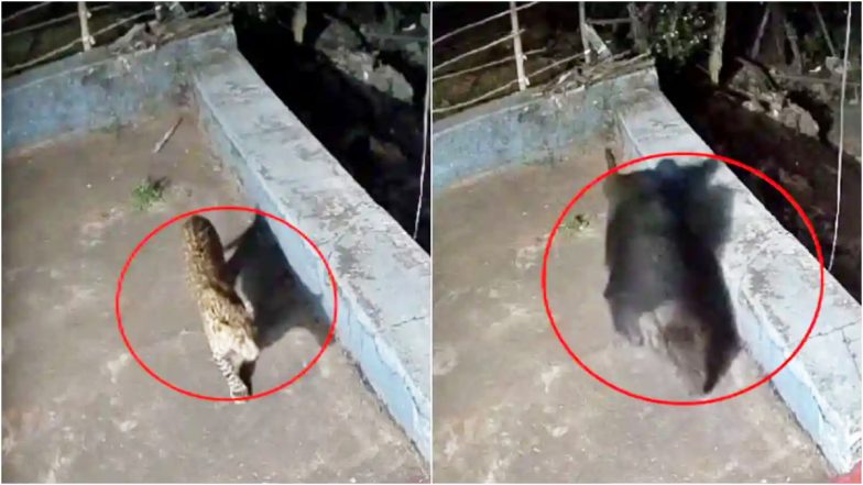VIDEO: आधी रात को दिखा खौफनाक मंजर! घर में एक साथ घुसे तेंदुआ और भालू, दहशतभरा वीडियो आया सामने