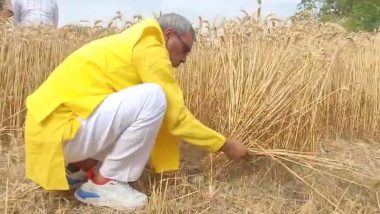 VIDEO: चुनाव जो ना कराए! खेत में गेहूं की फसल काटते दिखे ओम प्रकाश राजभर, सुभासपा चीफ का वीडियो वायरल