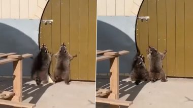 Viral Video: उछल-उछलकर दरवाजा खोलने की कोशिश करते दिखे दो रैकून, मजेदार वीडियो देख बन जाएगा आपका दिन
