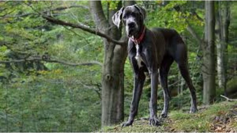 Sex With Pet Dog Case: अमेरिका में एक नर्स ने 'ग्रेट डेन' कुत्ते के साथ बनाया यौन संबंध, फोन में परेशान कर देने वाले वीडियो देख पुलिस ने किया गिरफ्तार