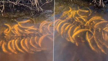 Viral Video: नाव से गुजरते समय पानी में दिखा रहस्यमय जीव का कंकाल, हैरान करने वाला वीडियो हुआ वायरल
