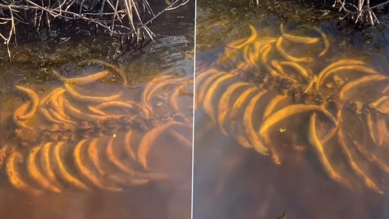 Viral Video: नाव से गुजरते समय पानी में दिखा रहस्यमय जीव का कंकाल, हैरान करने वाला वीडियो हुआ वायरल