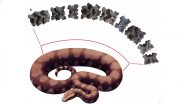 India's Mega Snake: गुजरात में मिला दुनिया के सबसे बड़े सांप का अवशेष, डायनासोर टी-रेक्स से भी बड़ा था 'वासुकी'
