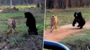 ताड़ोबा राष्ट्रीय उद्यान में जब हुआ बाघ और भालू का आमना-सामना, फिर जो हुआ... देखें Viral Video
