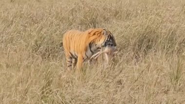 घास में छिपकर बैठे नन्हे हिरण पर बाघ ने मारा झपट्टा, दबोच ली गर्दन और फिर जो हुआ... देखें Viral Video