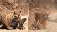 एक शिकार के लिए आपस में भिड़े दो खूंखार बाघ, आखिर में जो हुआ... Viral Video देख नहीं होगा यकीन