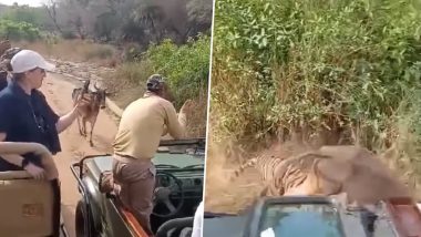 जंगल सफारी के दौरान अचानक झाड़ियों से निकलकर बाघ ने मारा गाय पर झपट्टा, पर्यटकों ने कैमरे में कैद किया नजारा (Watch Viral Video)