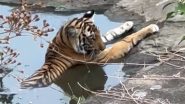Viral Video: चिलचिलाती गर्मी से राहत पाने के लिए पानी में बैठकर आराम फरमाती दिखी बाघिन, देखें वीडियो