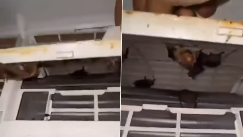 एसी के फिल्टर की सफाई करते समय मिली ऐसी चीज, Viral Video देख चकरा जाएगा आपका दिमाग