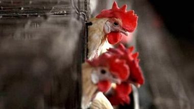 Bird Flu Alert: रांची में बर्ड फ्लू का अलर्ट जारी, चिकन, अंडे की खरीद-बिक्री पर रोक