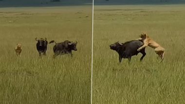 जंगली भैंस पर जानलेवा हमला करना शेर को पड़ा भारी, Viral Video में देखें कैसे भागने पर मजबूर हुआ जंगल का राजा