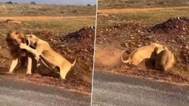 Viral Video: जंगल के राजा शेर और शेरनी के बीच हुई भयंकर लड़ाई, वीडियो में देखें कौन पड़ा किस पर भारी
