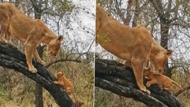 Viral Video: अपने शावकों को पेड़ पर चढ़ने की ट्रेनिंग देकर उन्हें भविष्य के लिए तैयार करती दिखी शेरनी, वीडियो हुआ वायरल