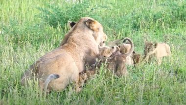 इस दुनिया में मां से बढ़कर कोई नहीं, Viral Video में देखिए कैसे शेरनी को देखते ही दौड़कर उससे गले लग पड़े बच्चे
